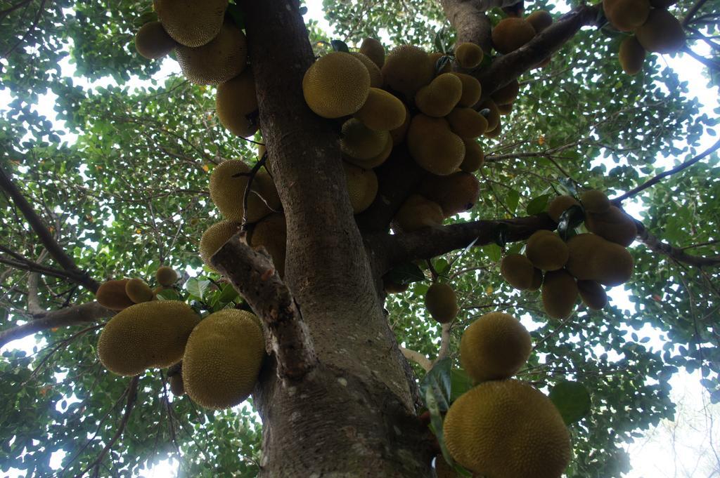 Cashew Nut Village Bophut